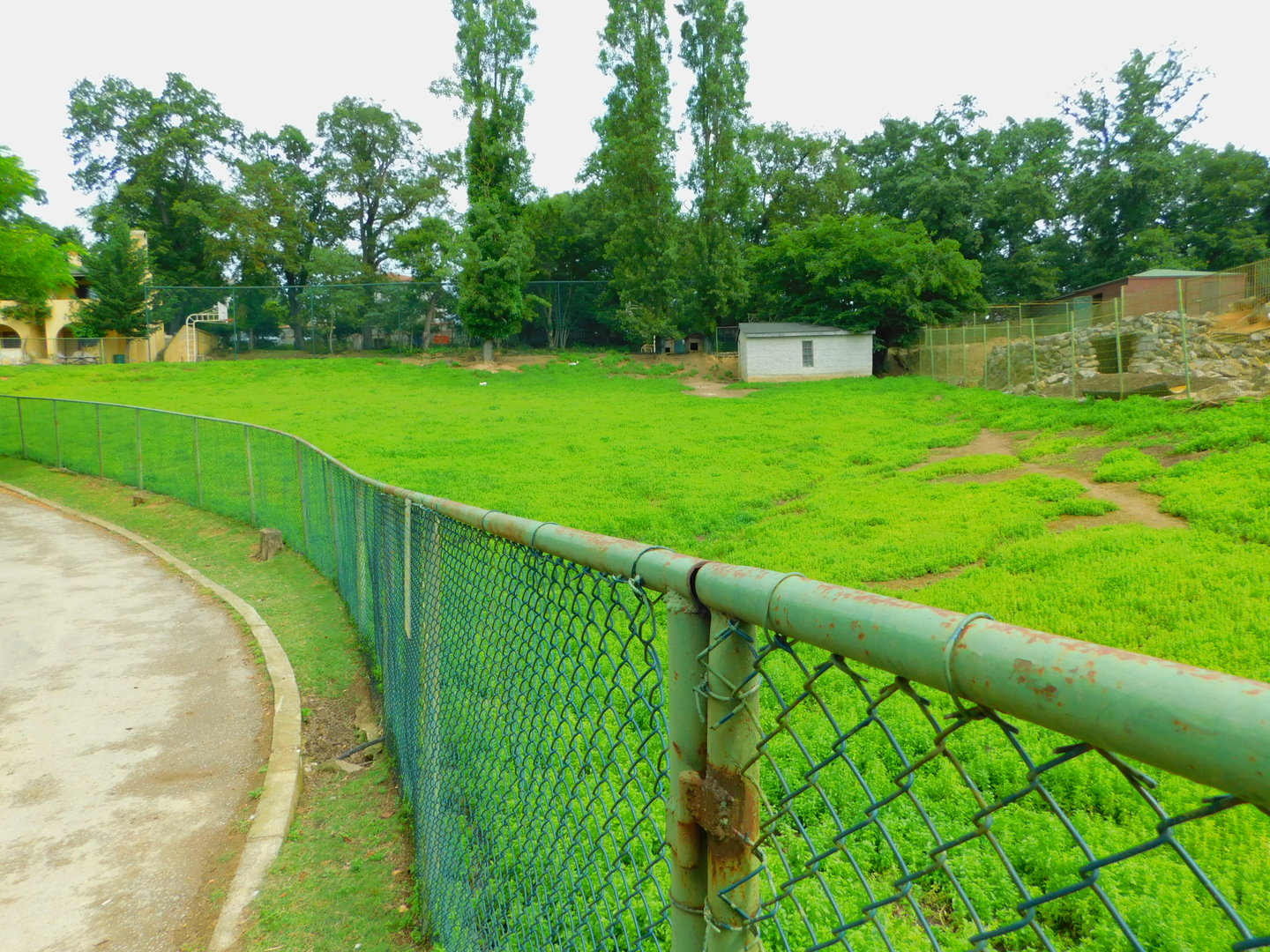 Bennet's Wallaby Enclosure