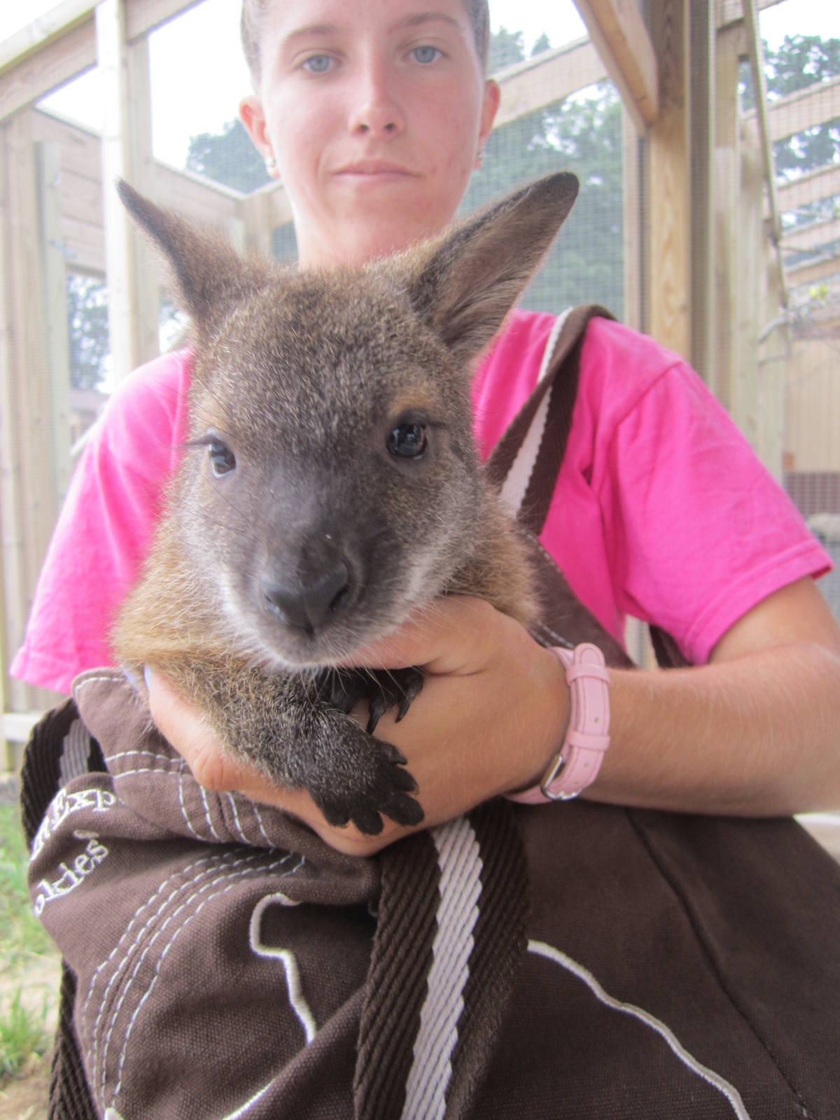 Bennets Wallaby Joey