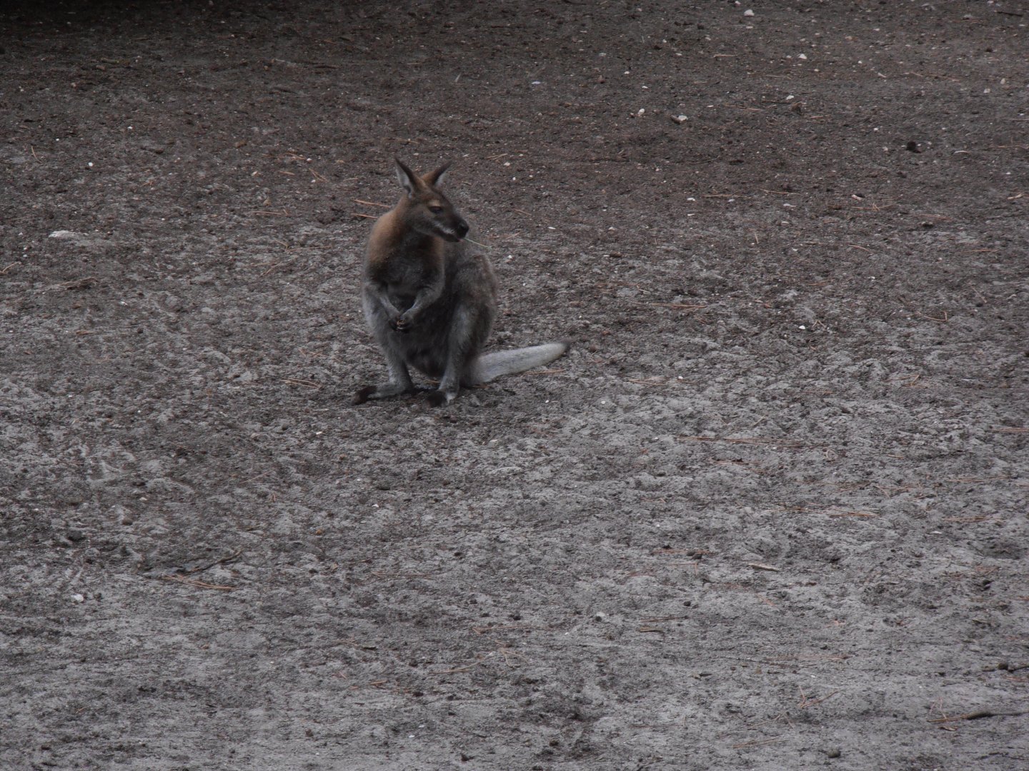 Bennet's wallaby-Zoo Bassin D'Arcachon (2012)