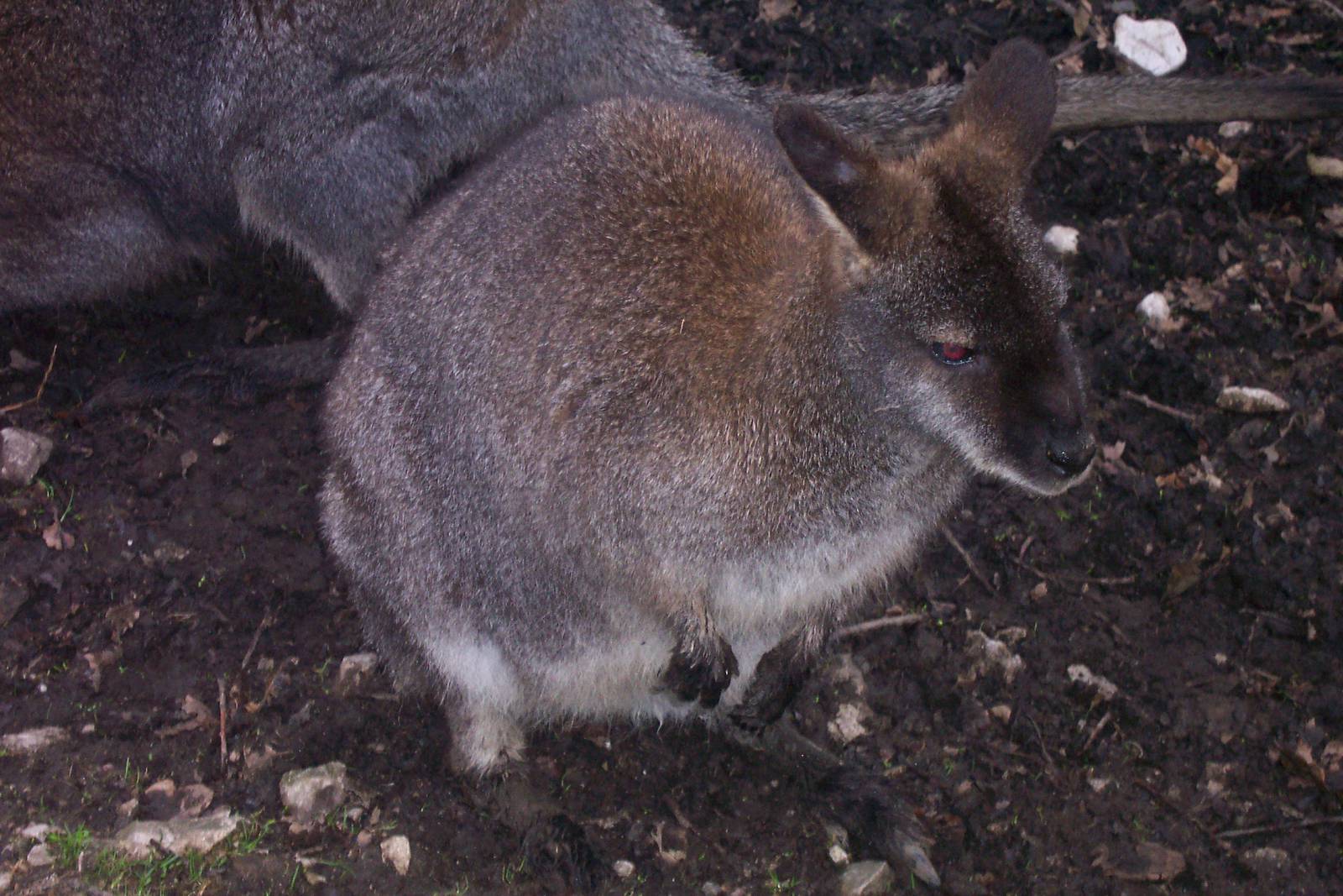 Bennet's wallaby