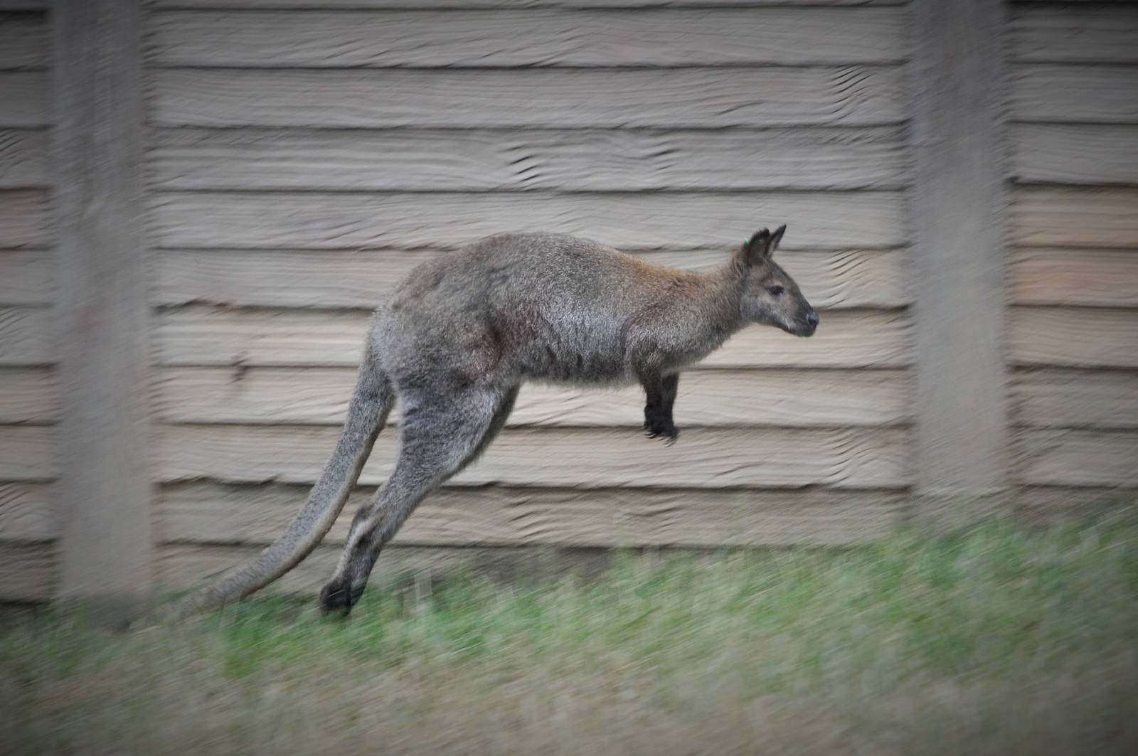 Bennets Wallaby