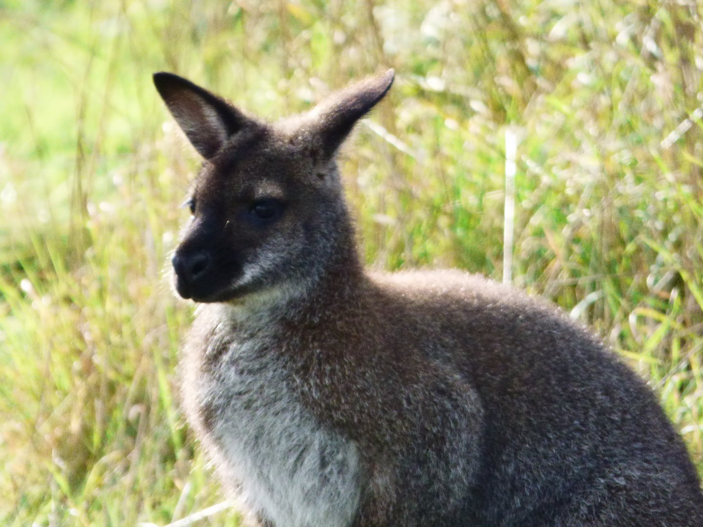 Bennet's Wallaby