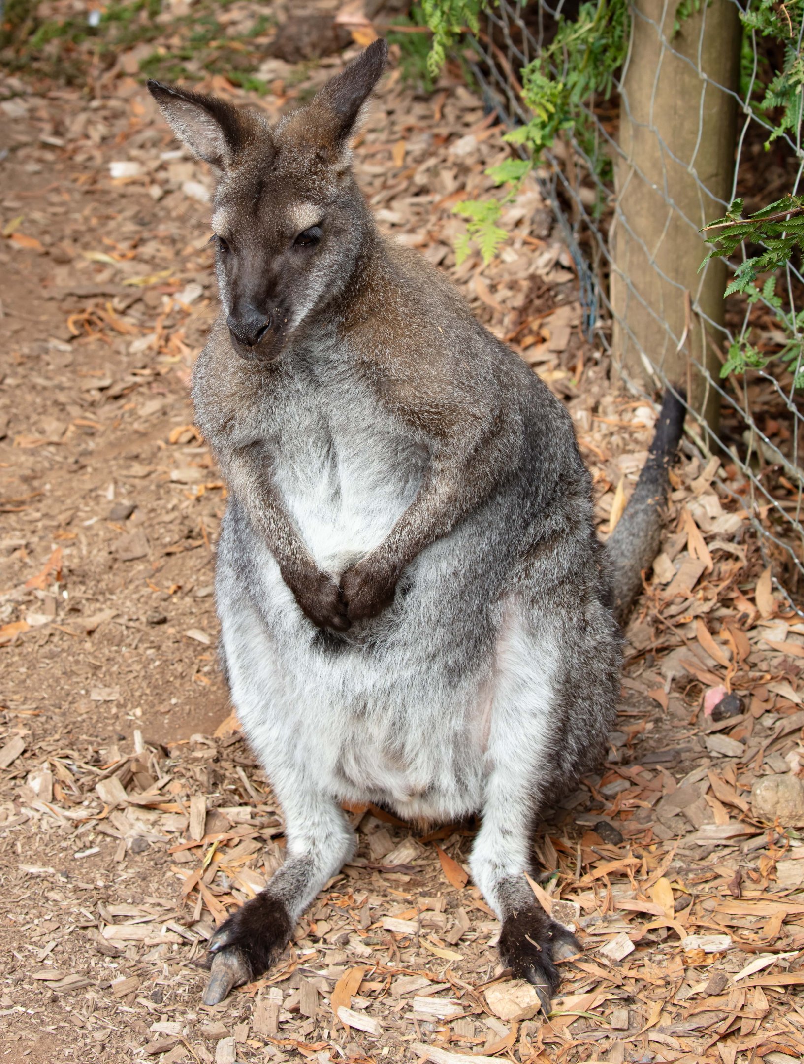 Bennet's Wallaby