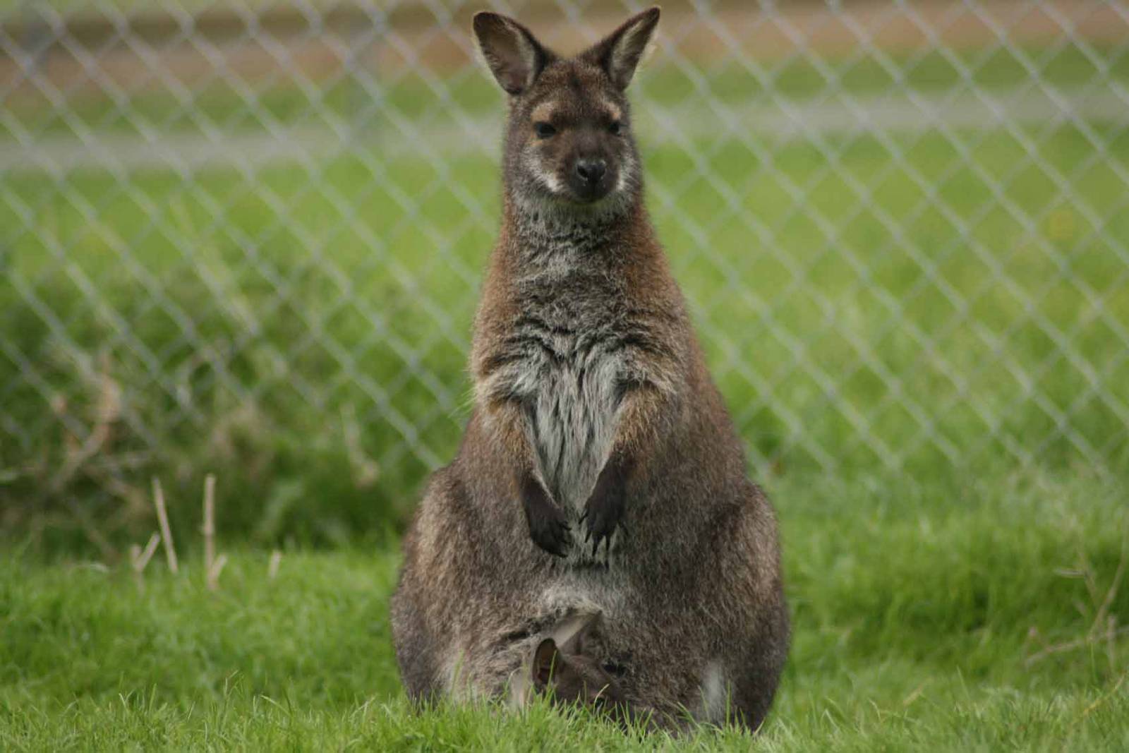 Bennets Wallaby