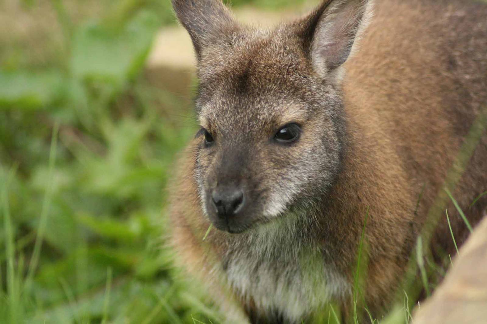 Bennets Wallaby