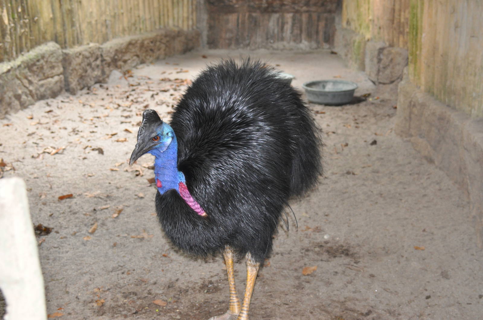 Bennett`s cassowary/ Casuarius bennetti loriae