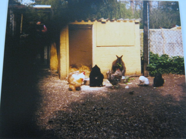 Bennett`s Wallaby plus friends! Basildon Zoo 1989.