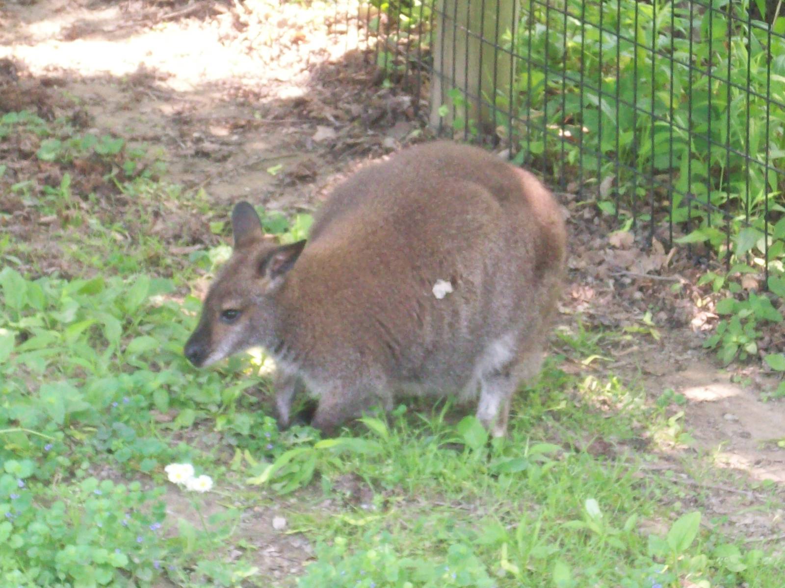 Bennett Wallaby.