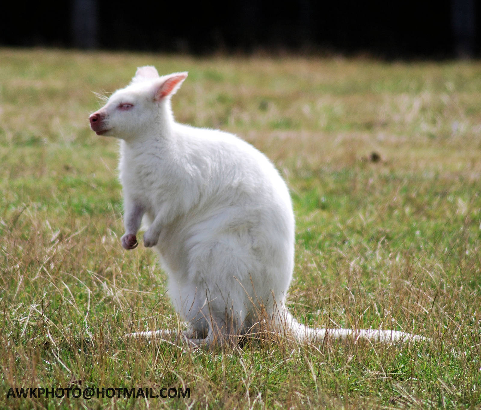 BENNETTS ALBINO WALLABY