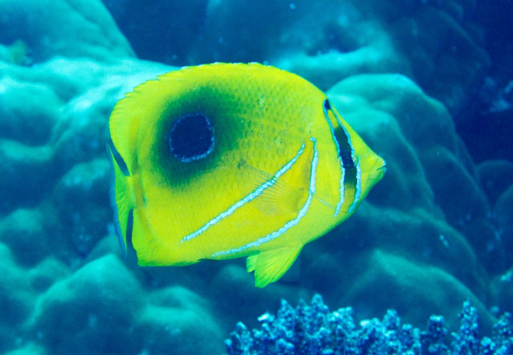 Bennett's Butterflyfish