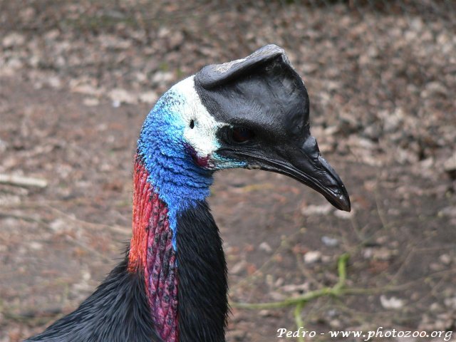 Bennett's cassowary (Casuarius bennetti)