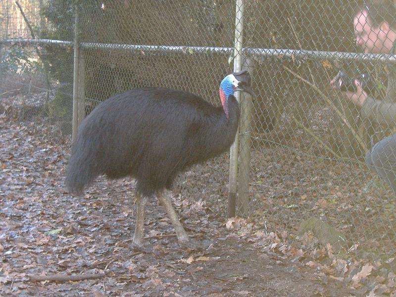 Bennetts Cassowary NOP