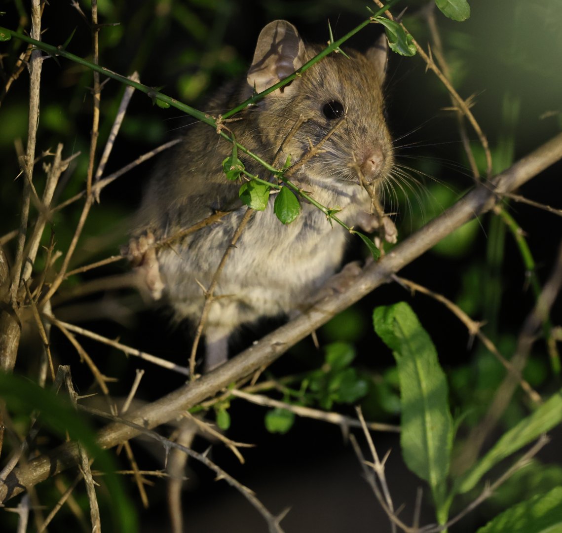 Bennett's chinchilla rat (Abrocoma bennettii) AGAIN!!
