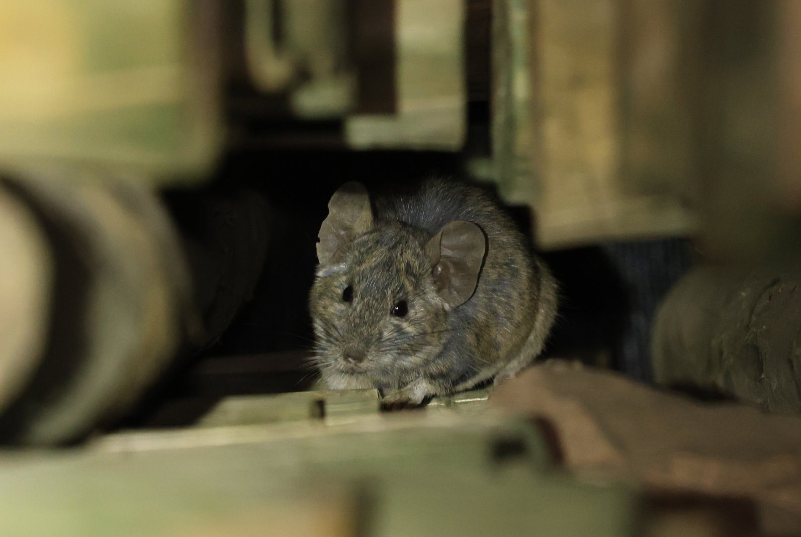 Bennett's chinchilla rat (Abrocoma bennettii)