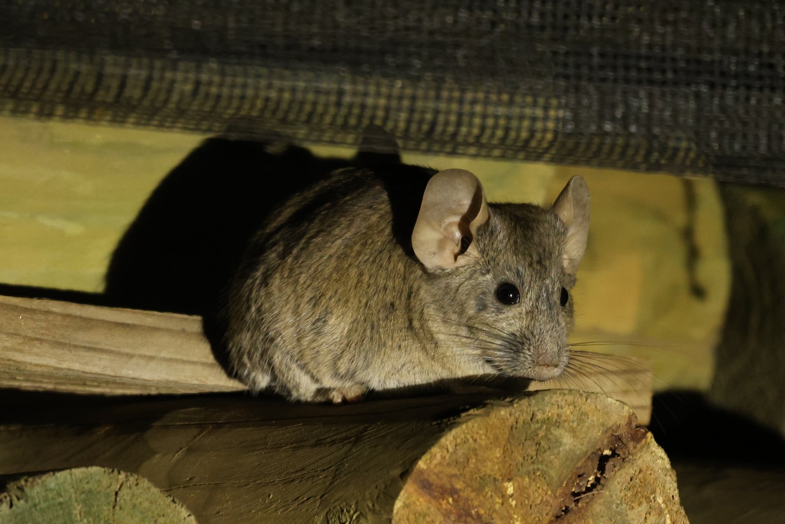 Bennett's chinchilla rat (Abrocoma bennettii)