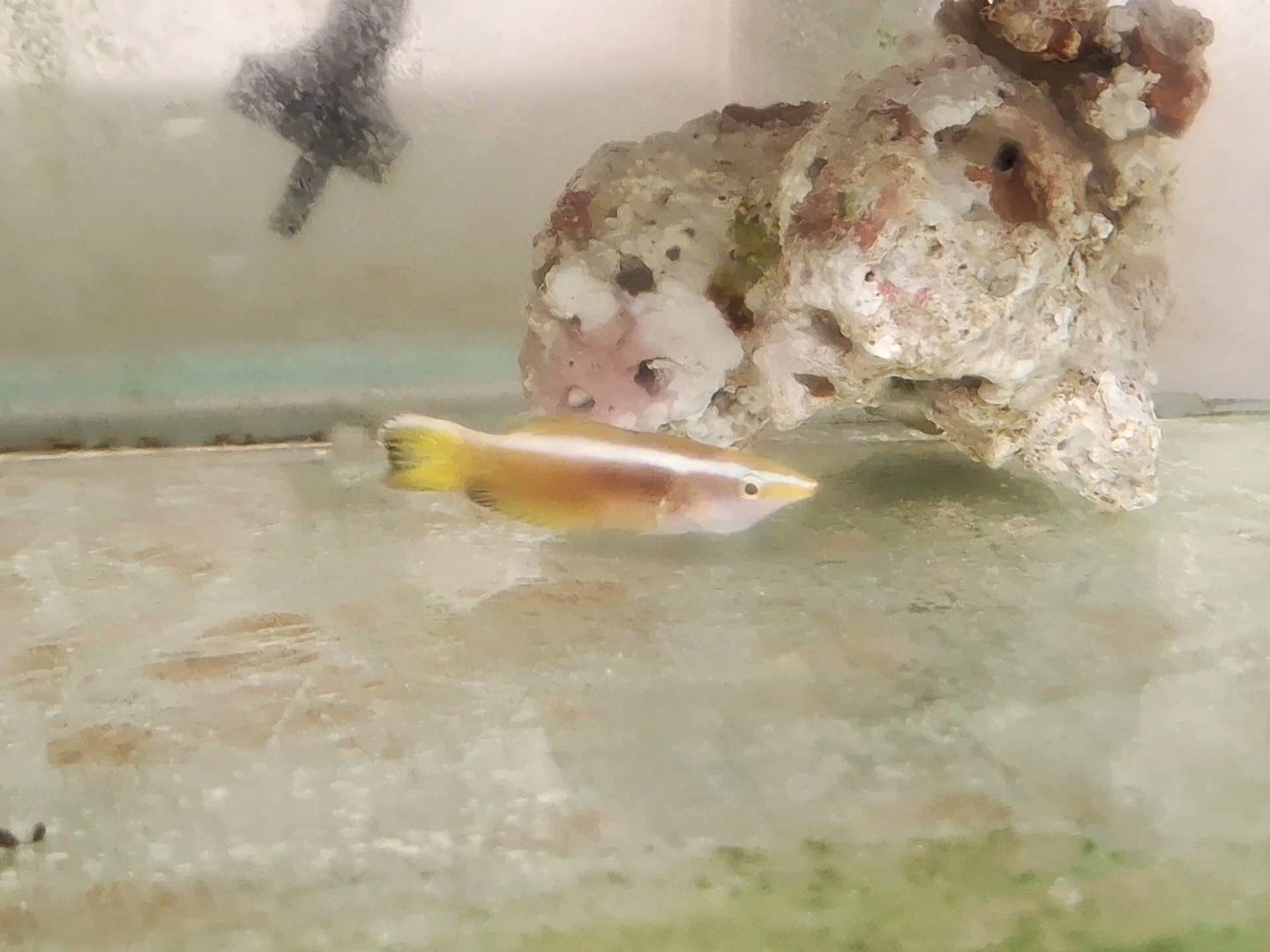 Bennett's Cleaner Wrasse (Labroides sp.)