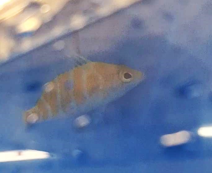 Bennett's Perchlet (Plectranthias bennetti)