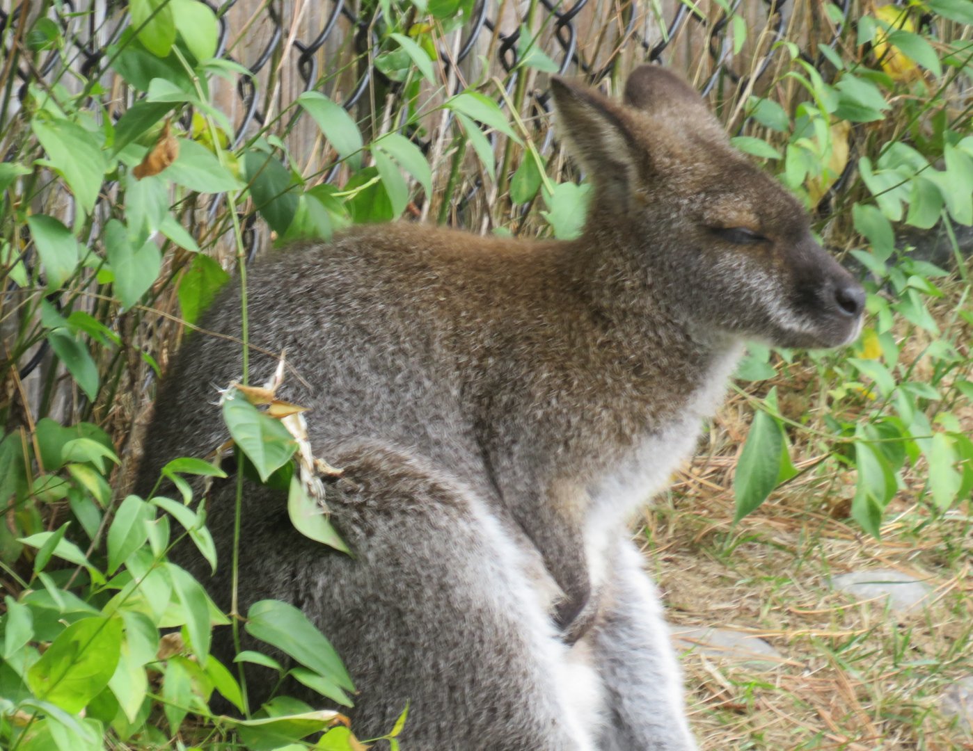 Bennett's  (red-necked) wallaby