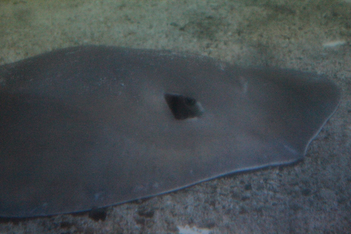 Bennett's stingray (Hemitrygon bennetti)