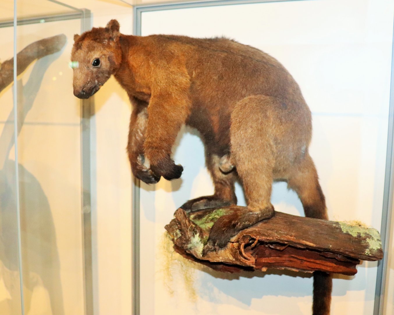 Bennett's Tree Kangaroo (Dendrolagus bennettianus)