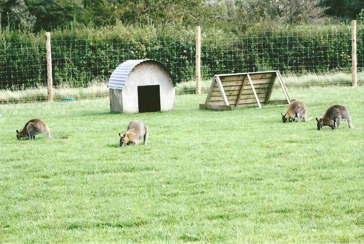 Bennett's Wallabies 11th September 2012