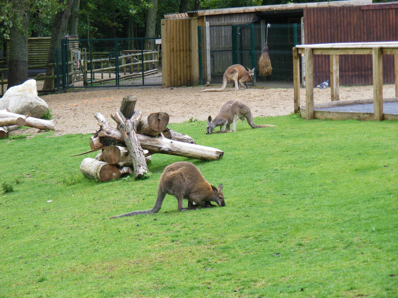 Bennett's wallabies and red kangaroos in walkthrough at Blackpool Zoo, 13 J