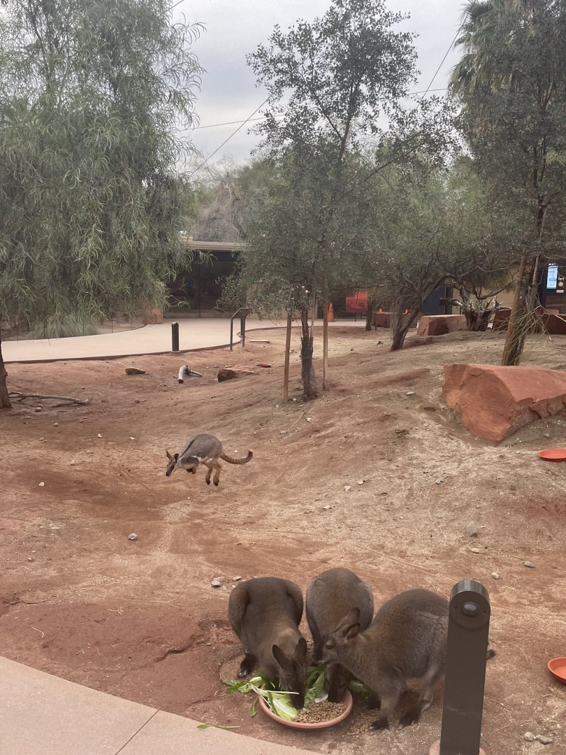 Bennett's Wallabies and Yellow Footed Rock Wallaby