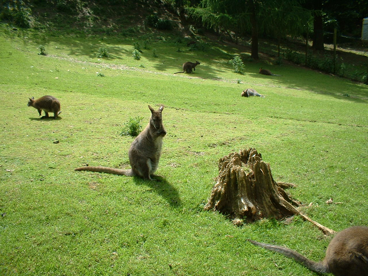Bennett's wallabies at Combe Martin Wildlife Park, 10 June 2005