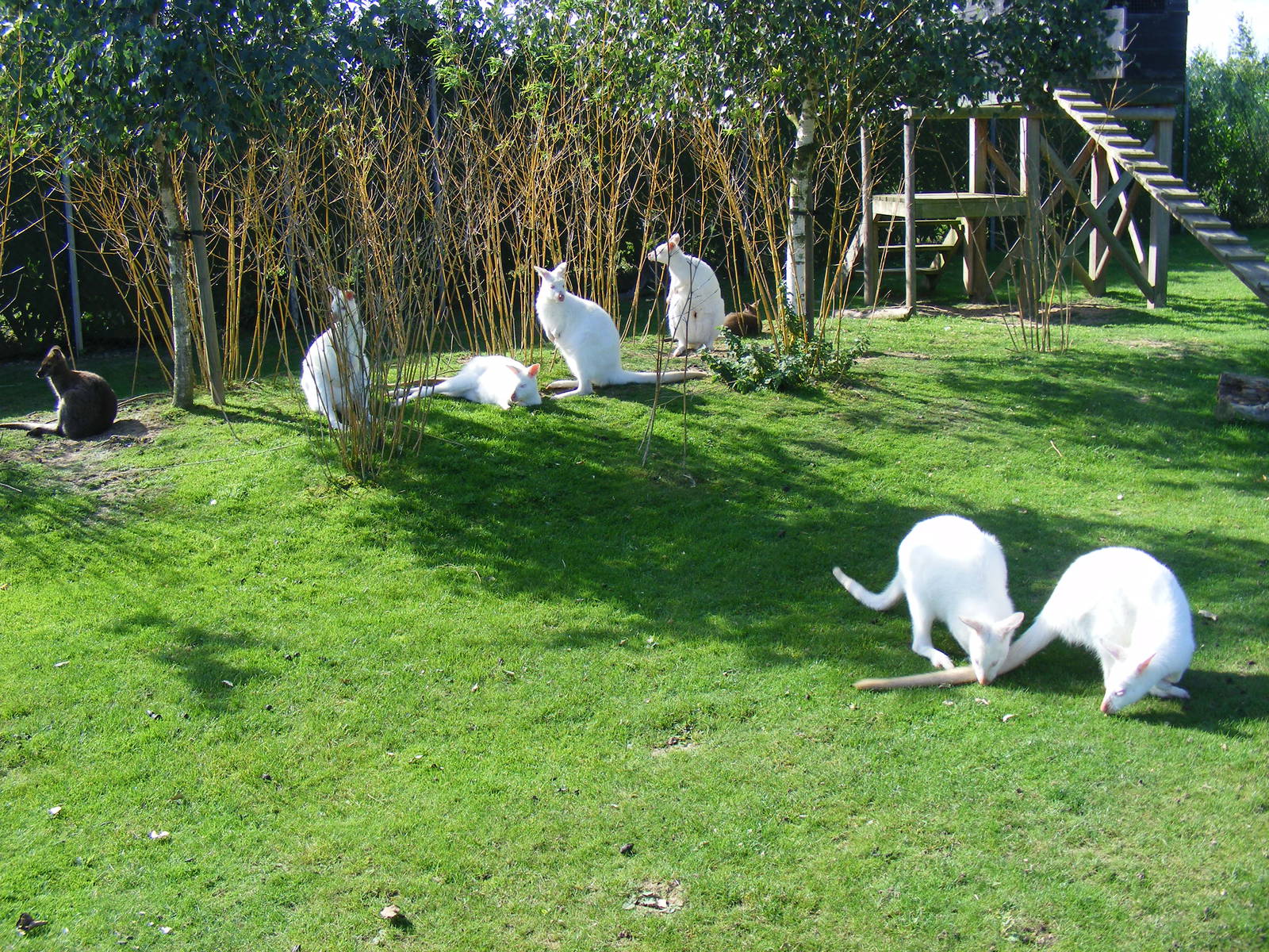 Bennett's wallabies at Tropical Wings, 13 September 2011