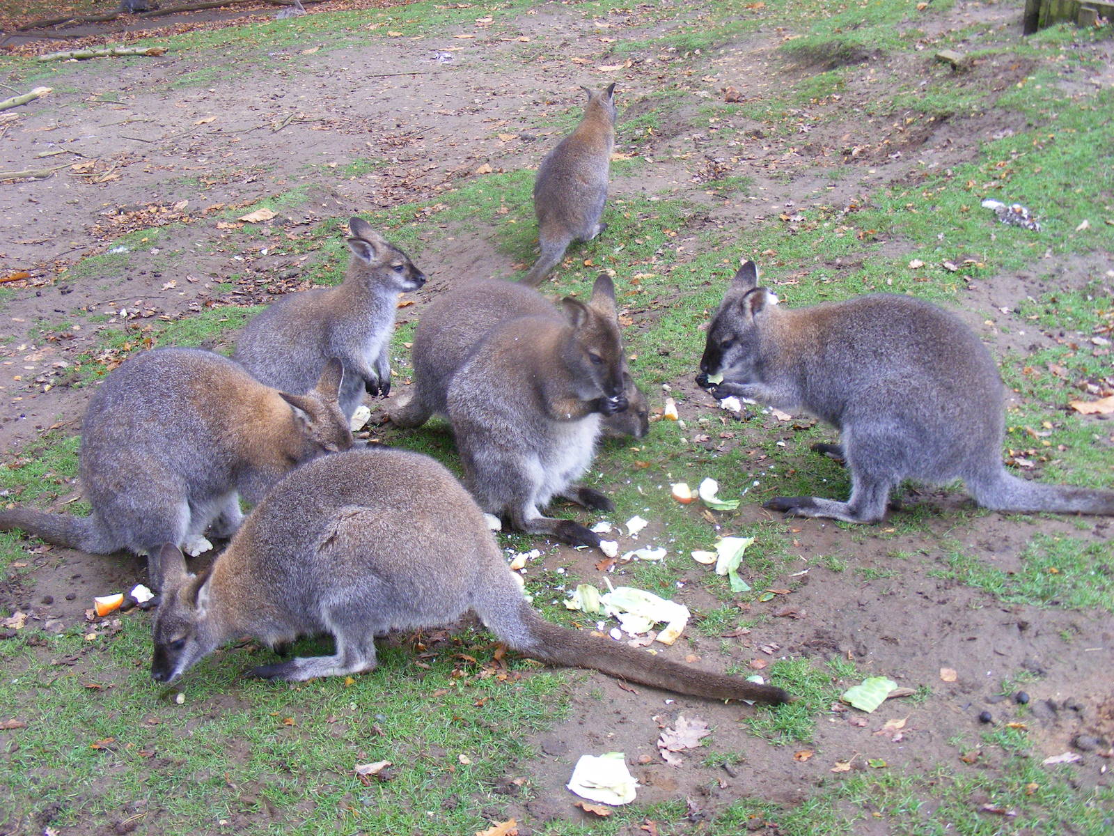 Bennett's wallabies at Woburn Safari Park, 14 November 2010