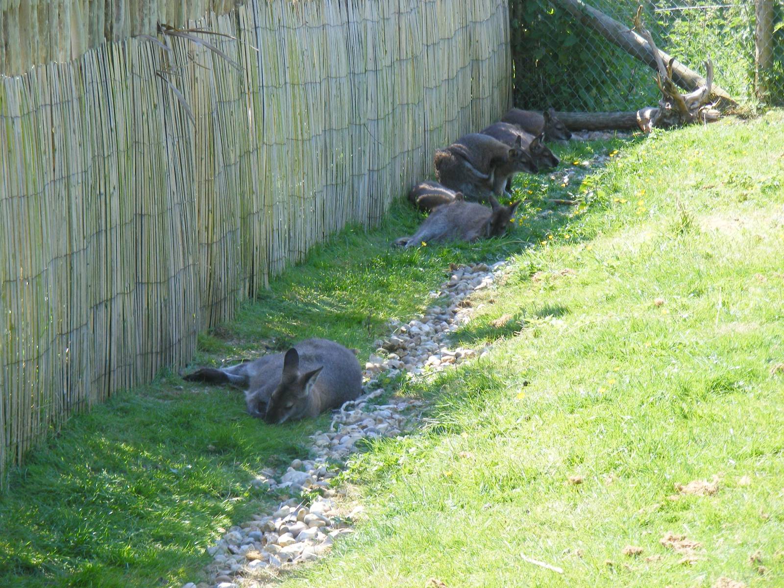 Bennett's wallabies in Australian Bush Walk exhibit at Marwell Wildlife, 30