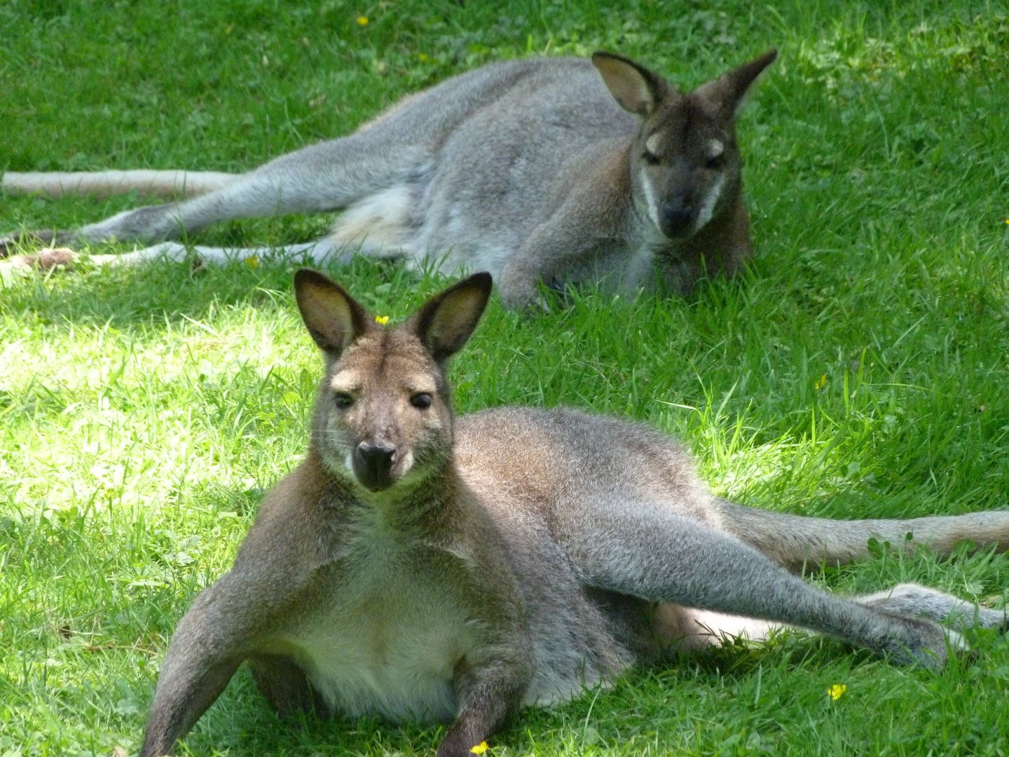 Bennett’s wallabies -Zoo d'Asson (2025)