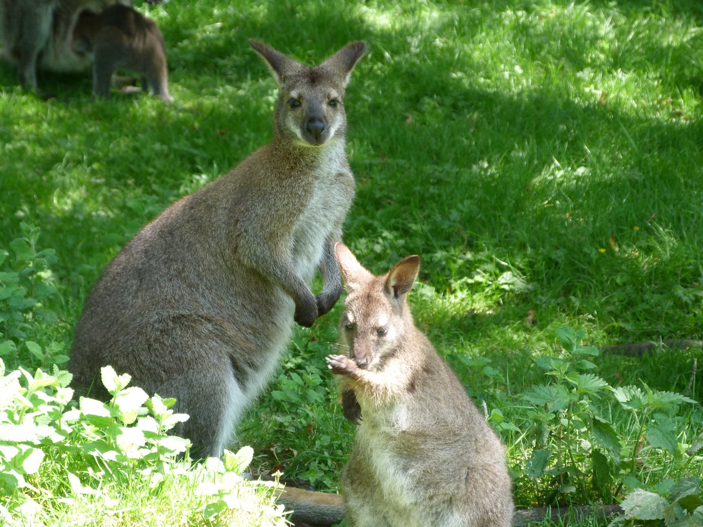 Bennett’s wallabies -Zoo d'Asson (2025)