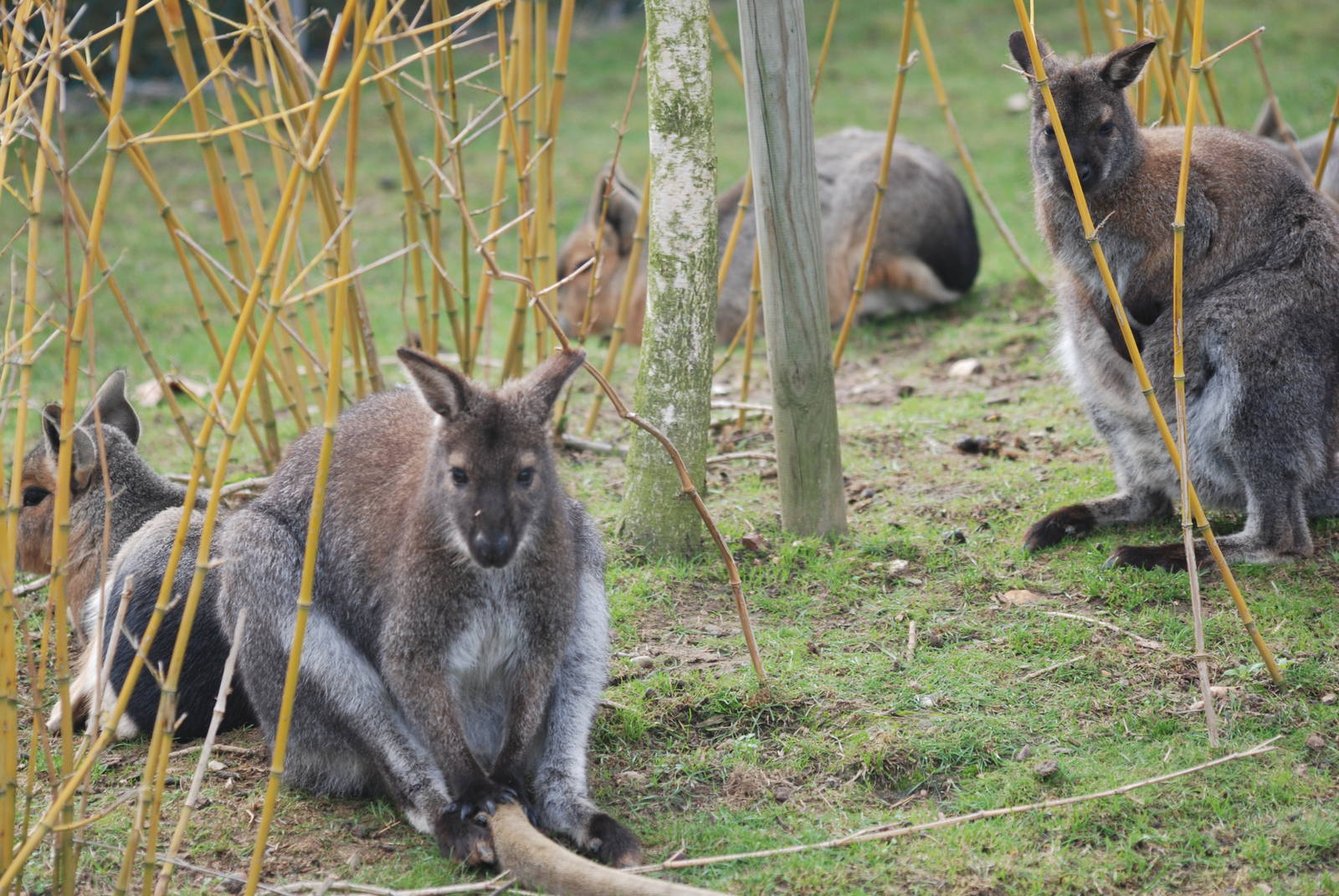 Bennett's wallabies