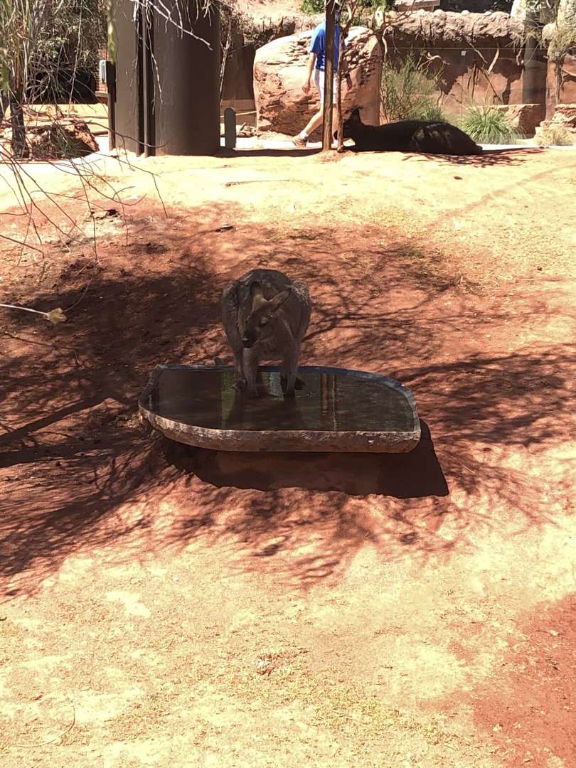 Bennett’s Wallabies