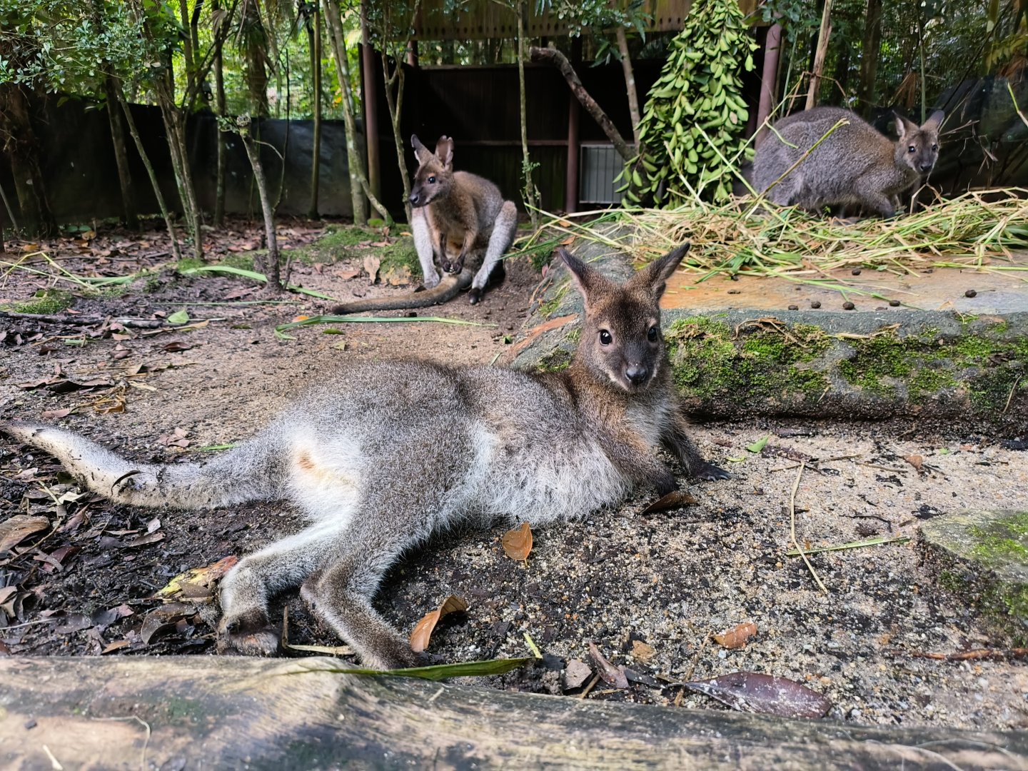 Bennett's Wallabies