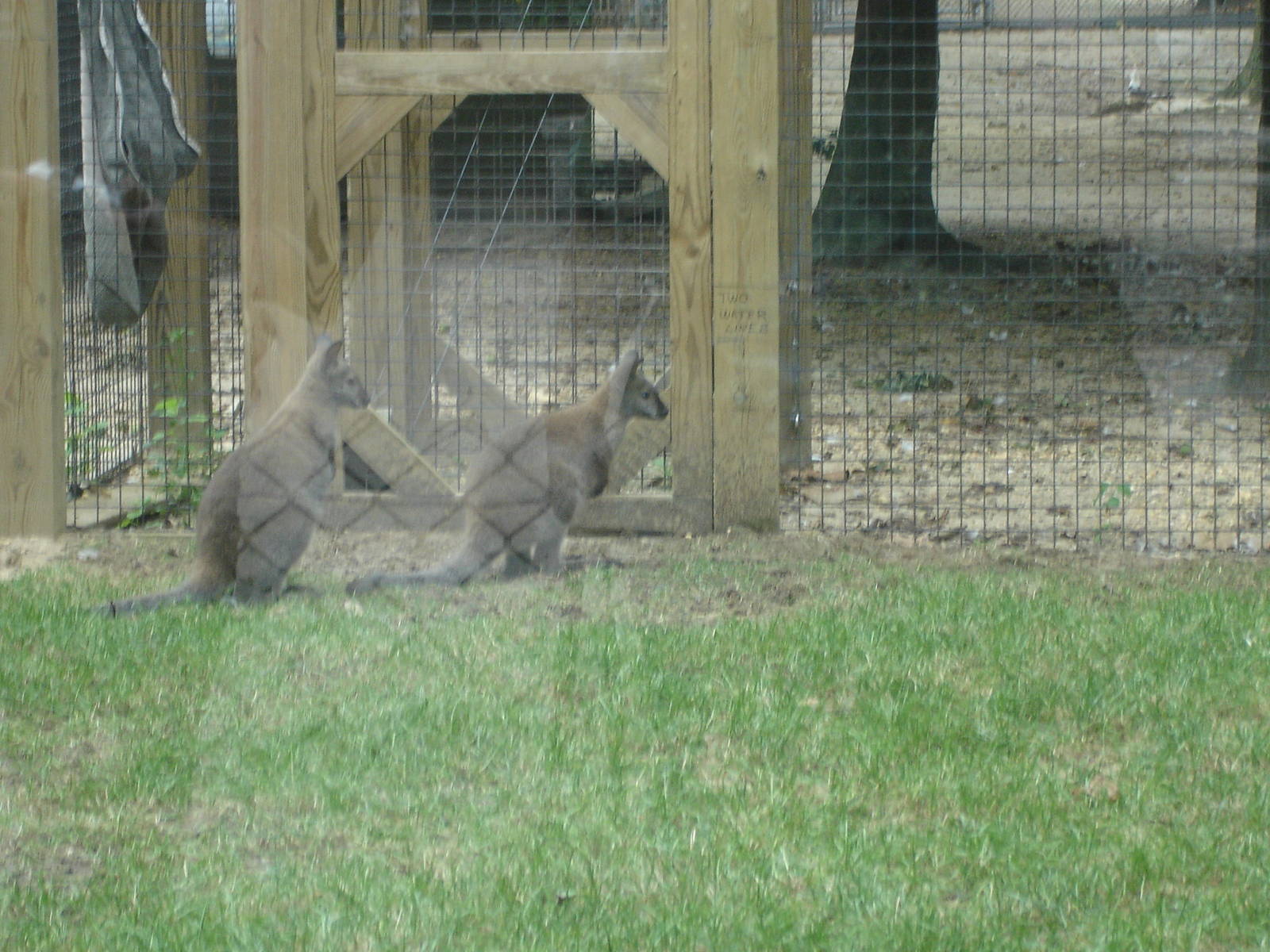 Bennett's Wallabies