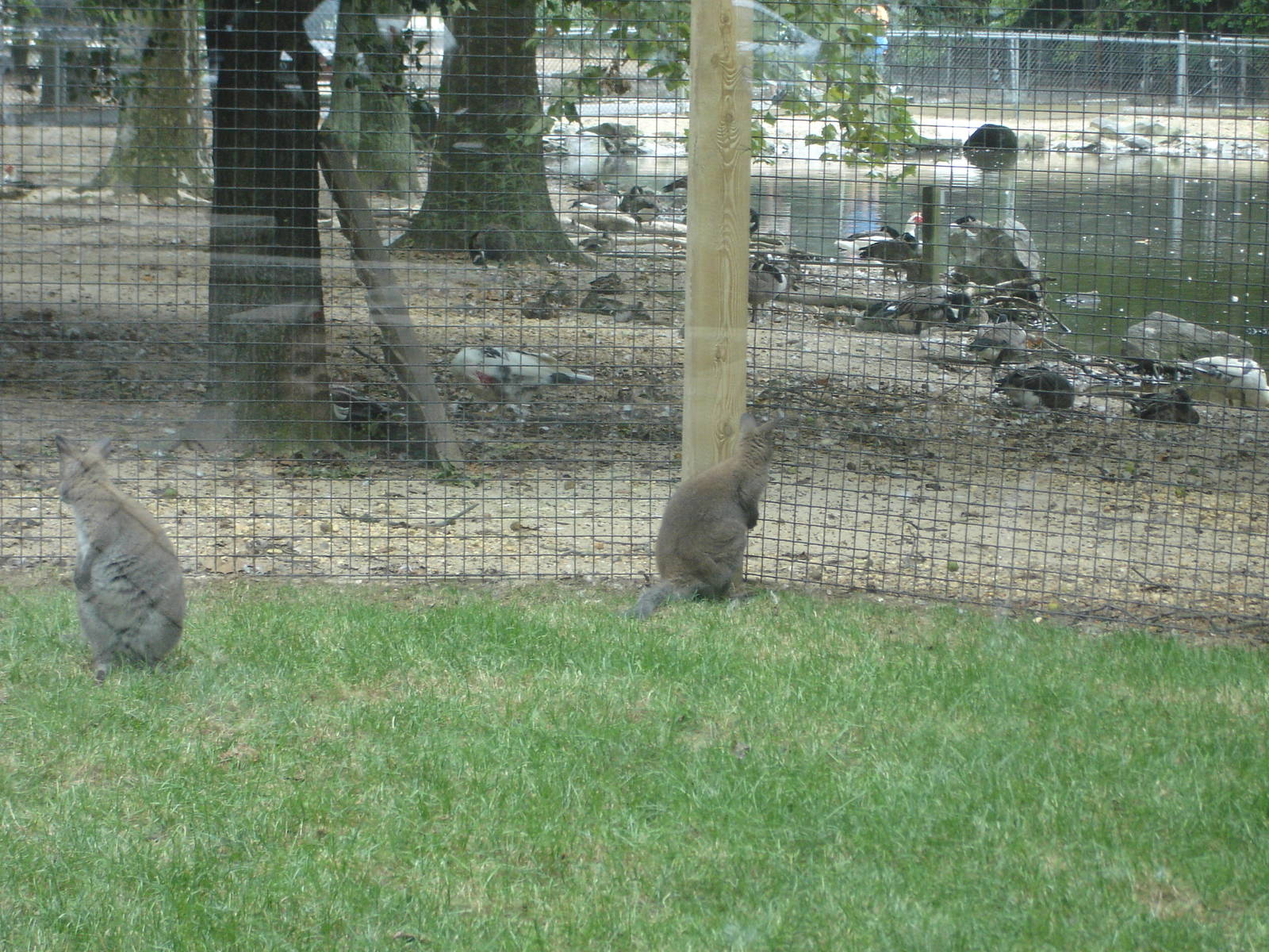 Bennett's Wallabies