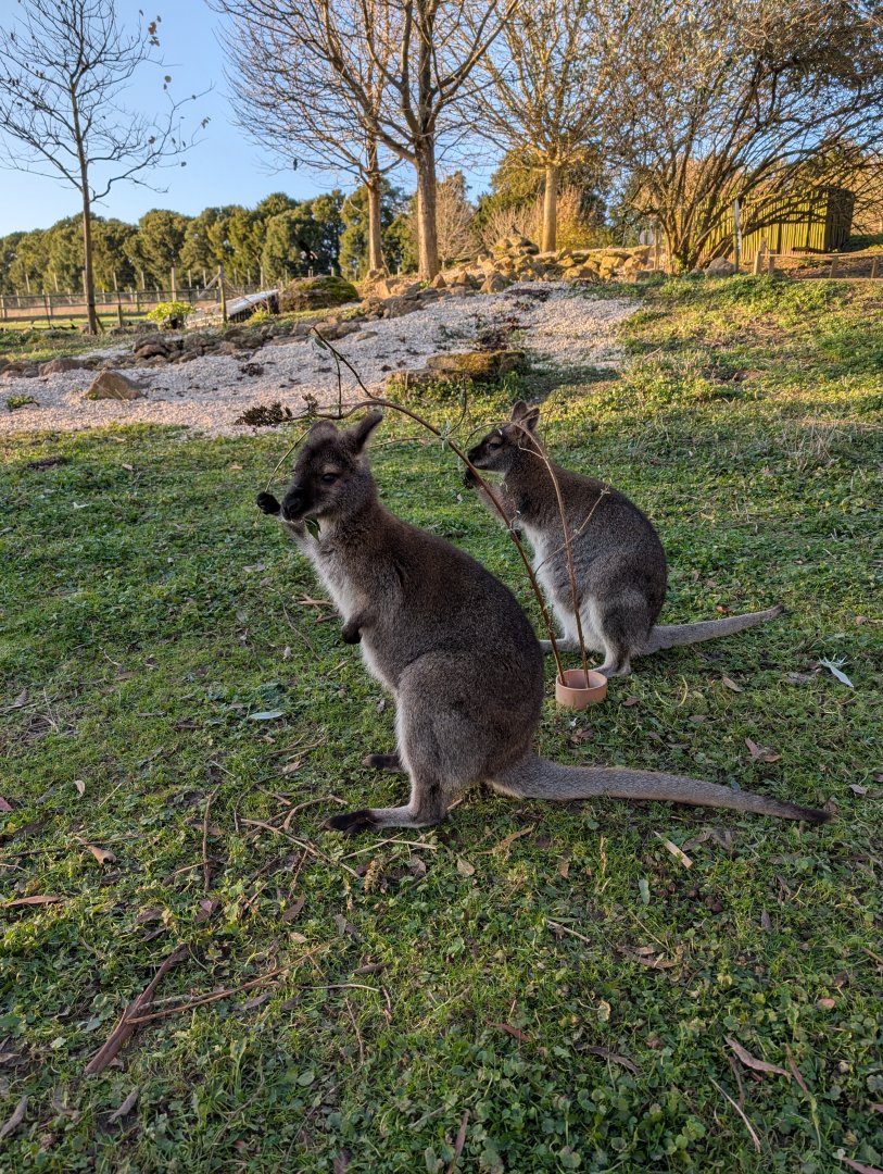 Bennett's Wallabies