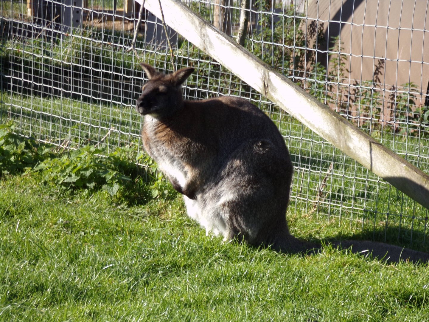 Bennett’s wallaby 14.10.23