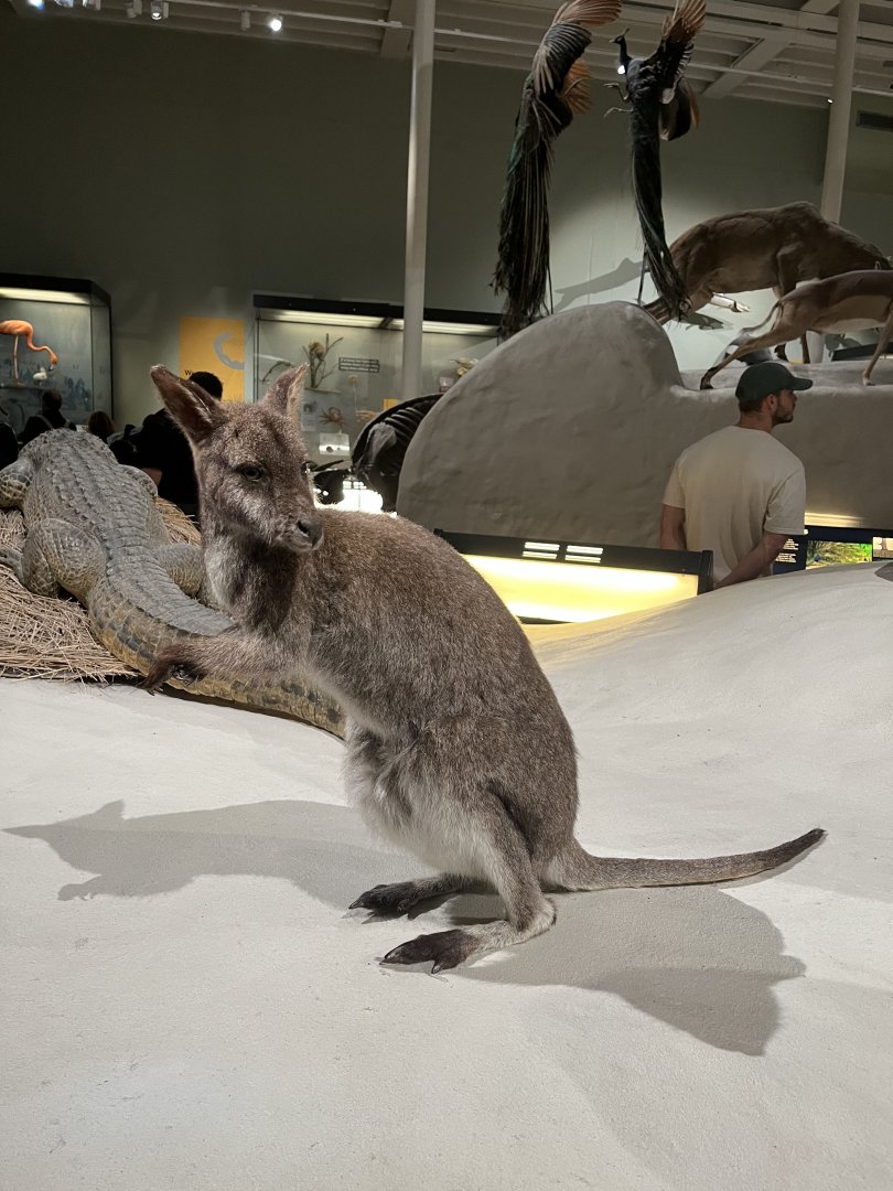 Bennett’s wallaby 29.7.23