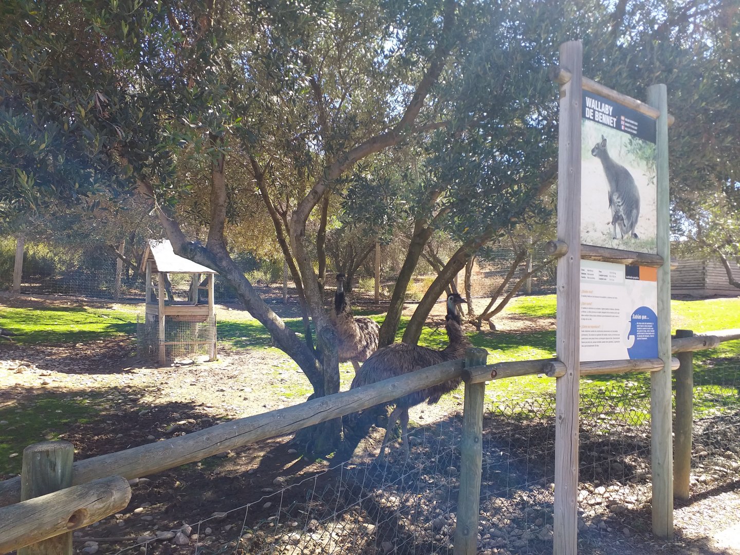 Bennett's wallaby and Common emu exhibit -Sendaviva (2020)