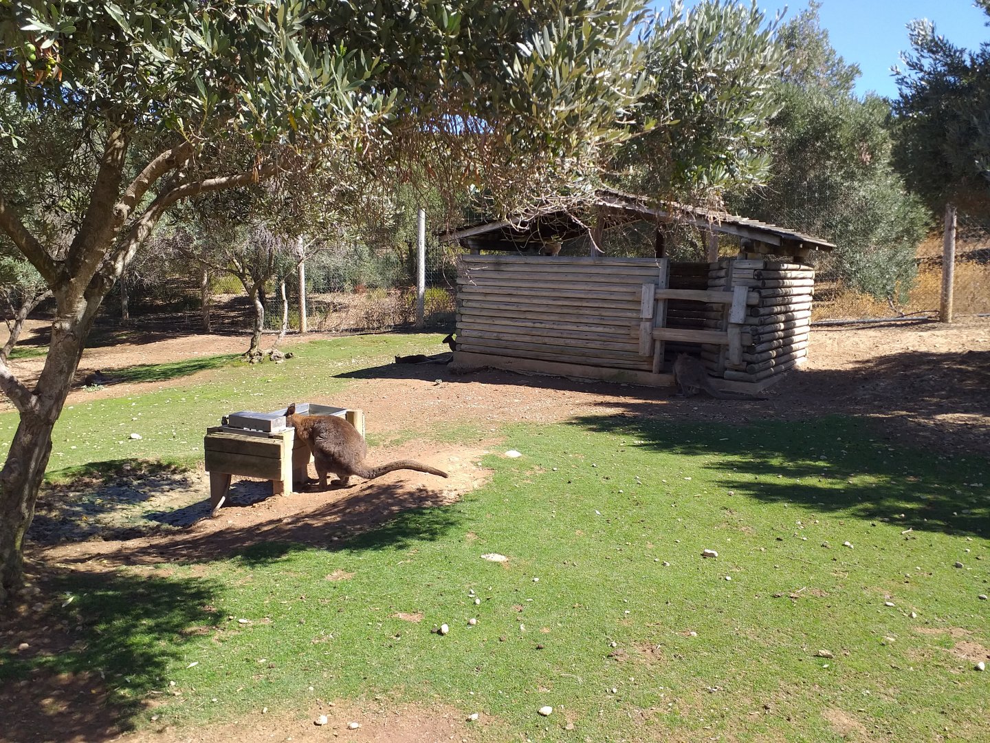 Bennett's wallaby and Common emu exhibit -Sendaviva (2020)