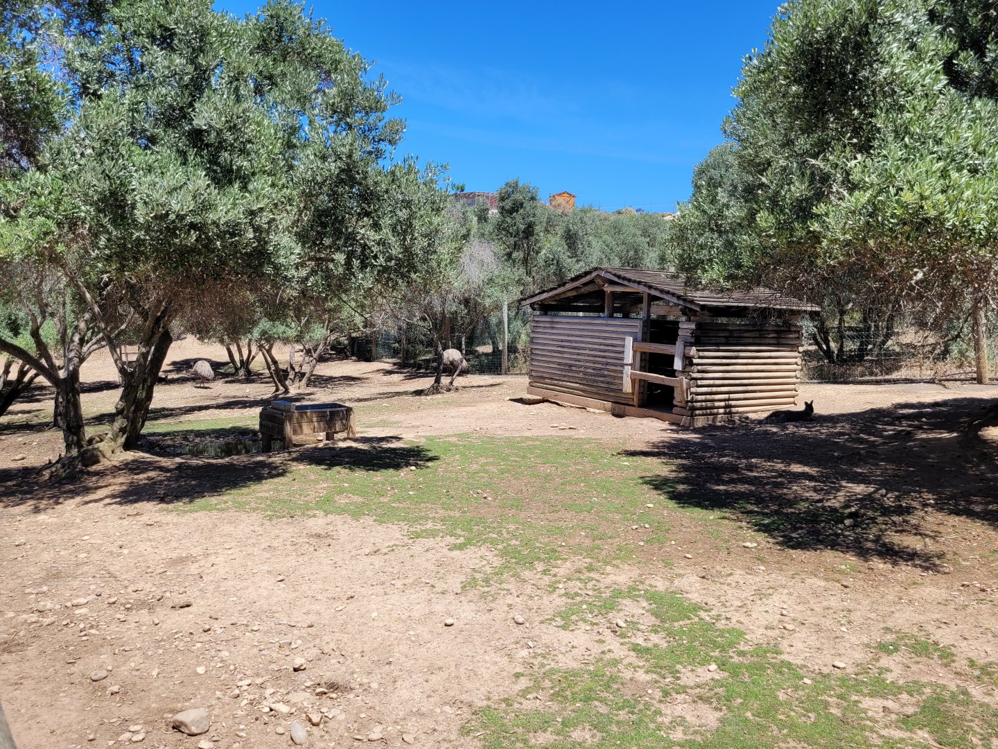 Bennett's wallaby and Common emu exhibit -Sendaviva (2024)