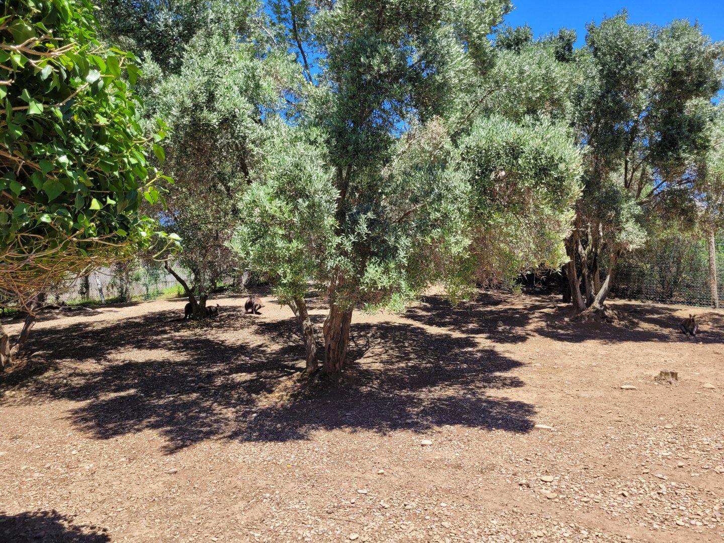 Bennett's wallaby and Common emu exhibit -Sendaviva (2024)