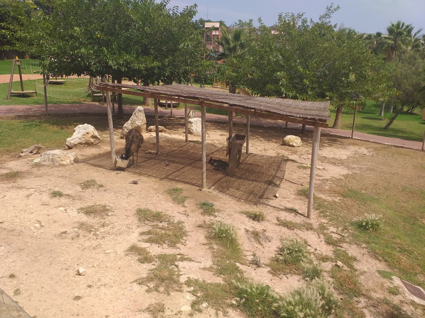 Bennett's wallaby and Common emu exhibit -TerraNatura Benidorm (2021)