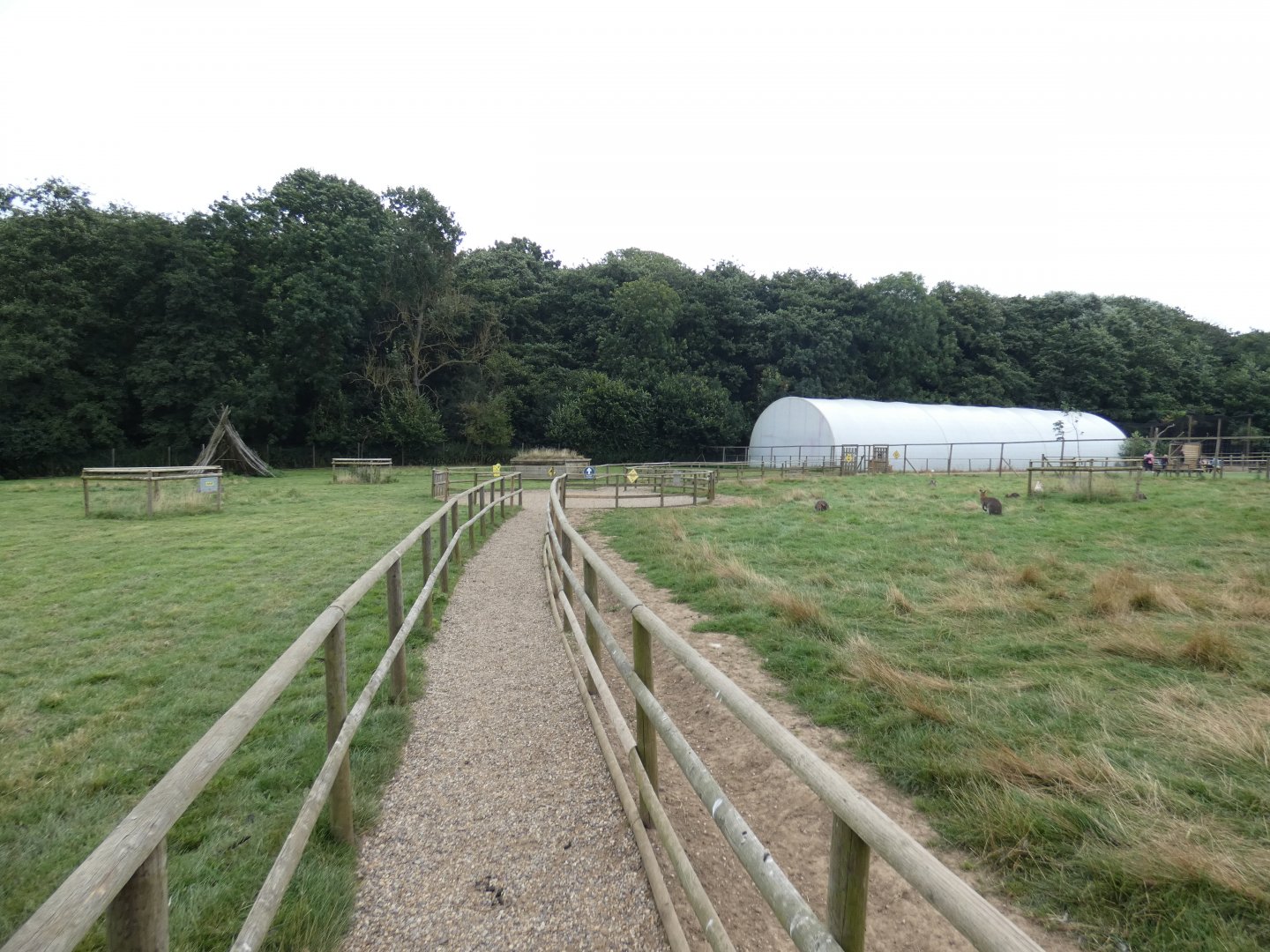 Bennett's wallaby and emu enclosure