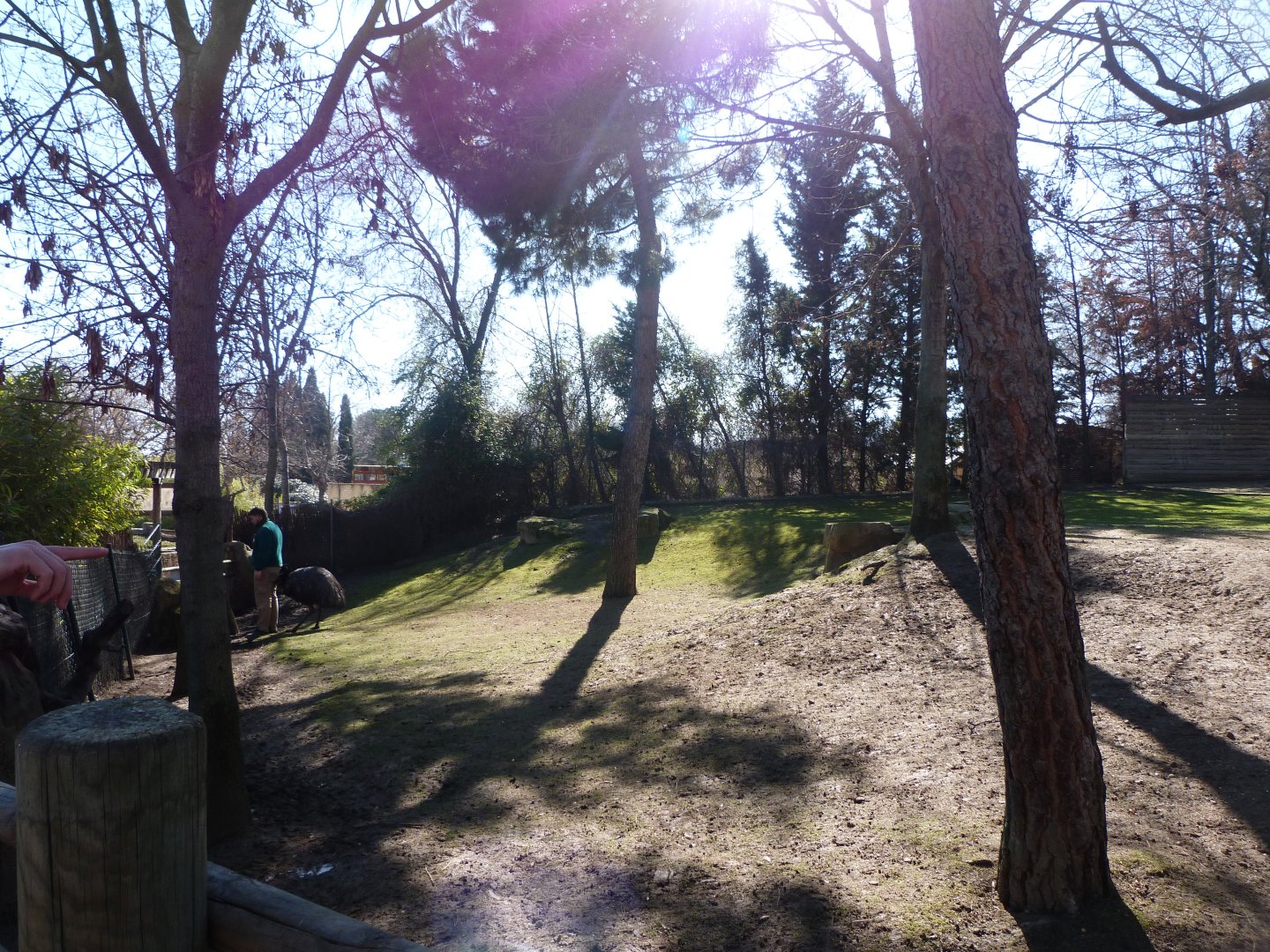 Bennett’s wallaby and Emu exhibit -Faunia (2025)