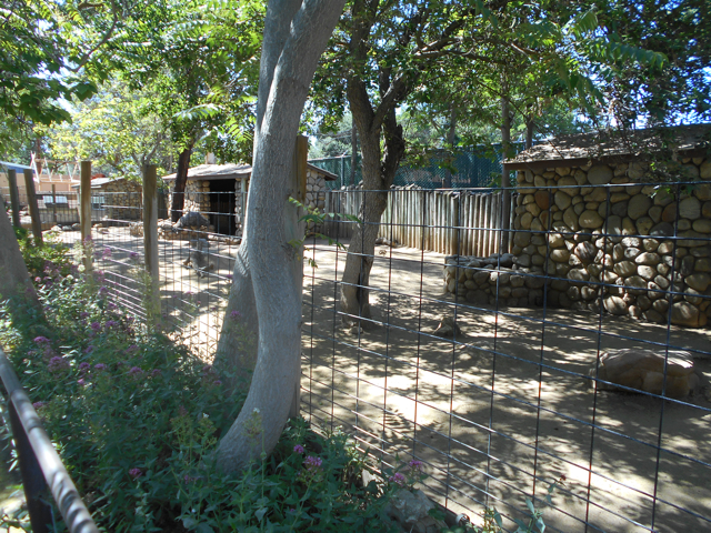 Bennett's wallaby and emu yard