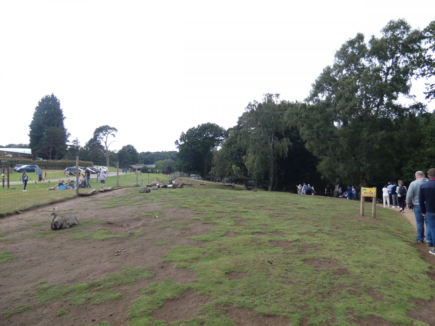 Bennett's Wallaby and Greater Rhea enclosure
